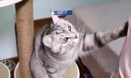 猫咪爆料视频大全下载安装,萌宠瞬间，笑料横生